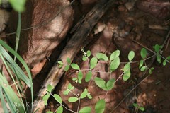 Euphorbia senguptae